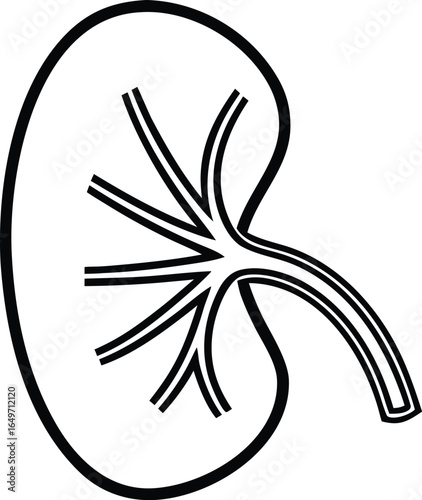 Spleen Anatomy Vector Icon