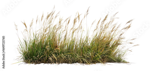 PNG Grass Borders grass background isolated.