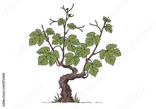 Elegant  SopDivine Legacy grape vine Sauvignon detailed stylized drawing showcases the vine's form against a soft pink background Perfect for wine agriculture or nature themes