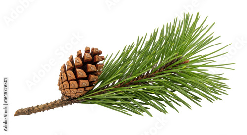 Foto Isolated Pine Cone