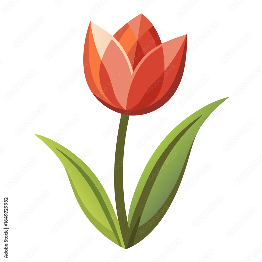 Fototapeta premium red tulip on white background