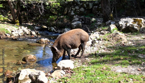 Wild pig drinking water in nature
