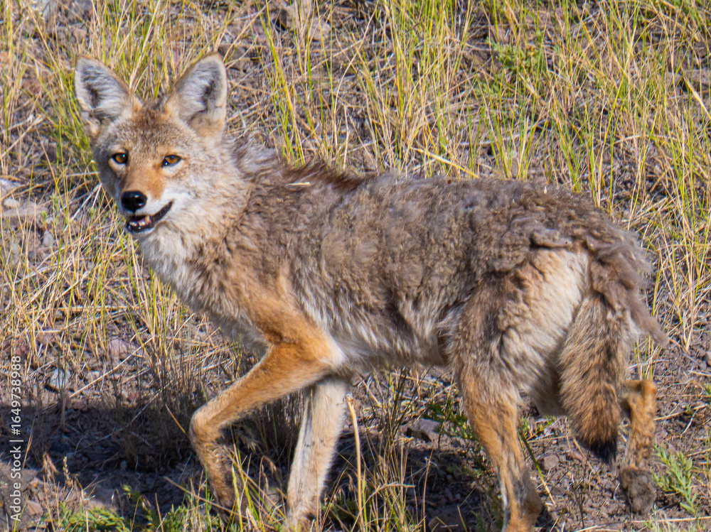 Naklejka premium Coyote in Yellowstone National Park