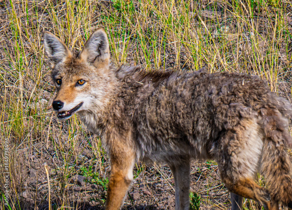 Naklejka premium Coyote in Yellowstone National Park