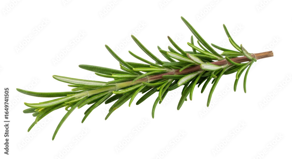 Fototapeta premium Isolated rosemary
