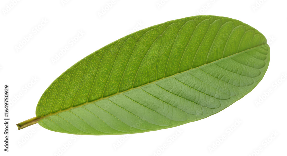 Obraz premium Isolated Guava Leaf