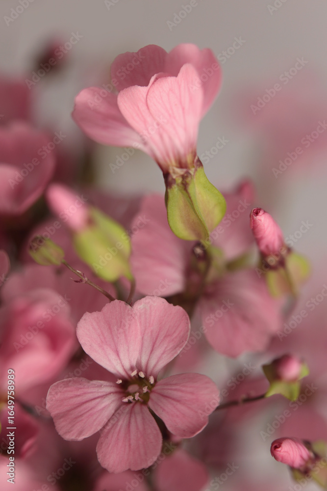 Obraz premium Smoke close-up selective soft focus pink Gypsophila, Vaccaria Flower bouquet on gray beige. Natural art blur background.