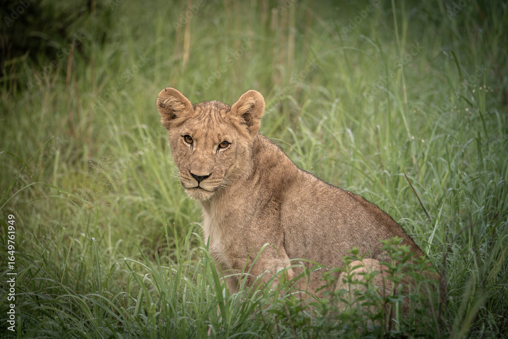 Obraz premium A young lion looks intently at the camera with a sweet expression. Pilanesberg Nationalpark, South Africa.