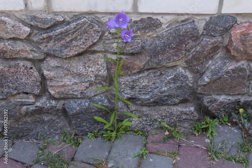  A bluebell flower is sprouting from the grey paving slabs 