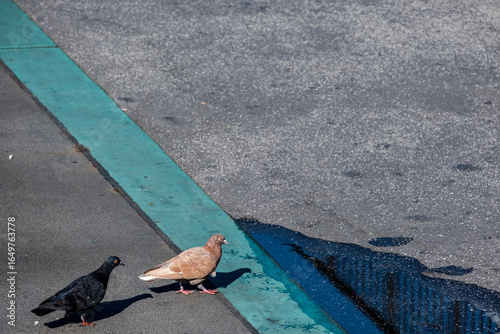 a black and a light brown pigeon on the asphalt