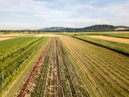 Photos Fields with diverse crop growth based on principle of polyculture and permacultu