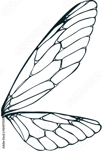 Dragonfly wing lineart