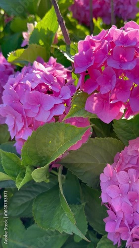 Bushes with inflorescences of bright pink hydrangea flowers bloom in the garden in summer. The flowering is illuminated by bright sunlight. For video presentation, advertising. 