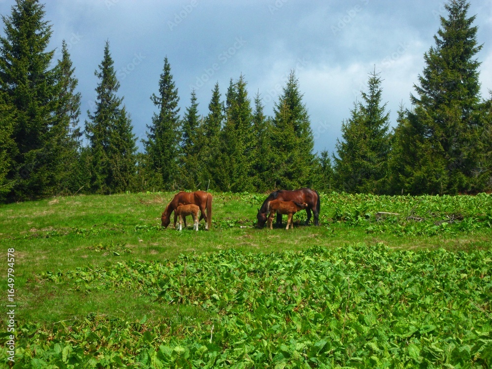 Naklejka premium Horses and foals grazing in a mountain pasture