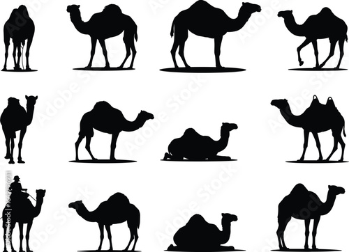 Camel silhouettes, black camel shapes, walking camels, standing camels, lying camels, camel with rider, two-hump camel, desert animal poses, camel anatomy, camel behavior, educational camel image,