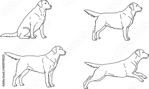 Dog line drawing, Labrador retriever sketch, canine posture illustration, pet anatomy art, dog movement reference, vector dog poses