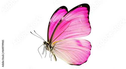 Canvas Print Isolated Pink Butterfly