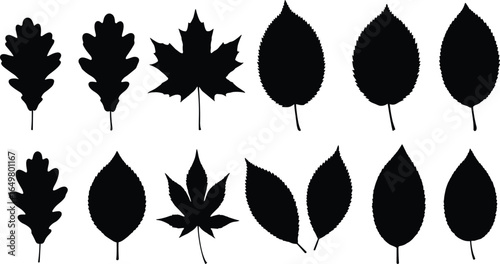 Leaf silhouette vector set – assorted black foliage icons including oak, maple, and elm leaves for seasonal, botanical, or nature designs