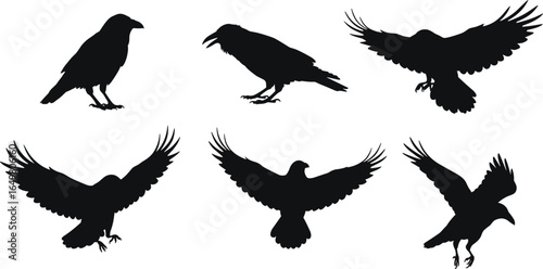 Silhouettes of flying and perched ravens or crows, black bird vector illustration, isolated animal poses, cad drawing vector clipart