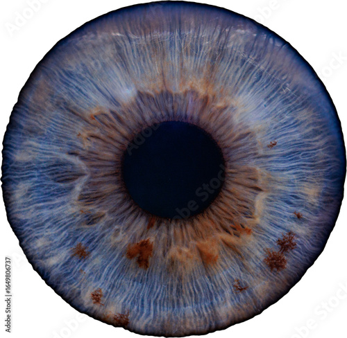 blue eye iris