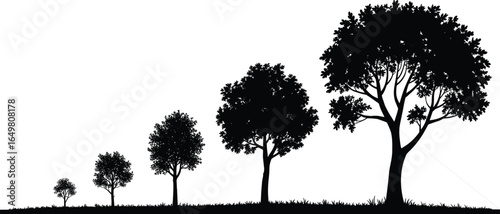 Tree growth stages silhouette, nature lifecycle concept illustration showing tree development from sapling to mature tree, isolated vector graphic