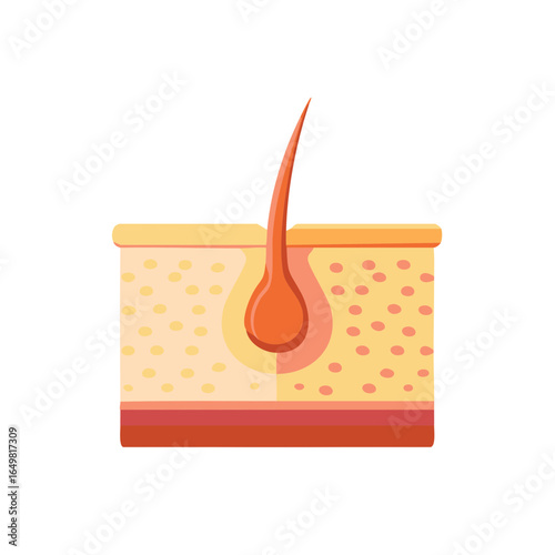 Hair Follicle Anatomy Cross Section Diagram showing the Root Bulb and Skin Layers