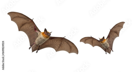 Obraz na płótnie Isolated Two Bats Flying