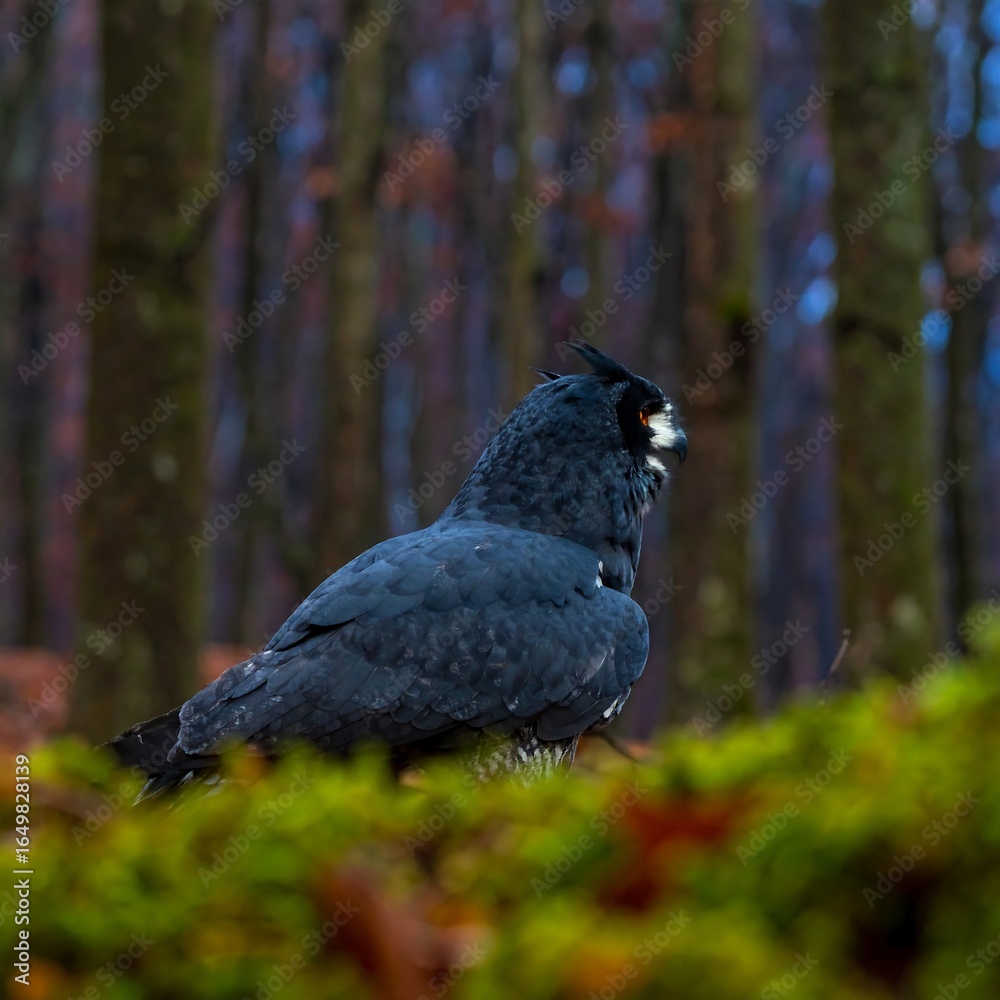 Fototapeta premium Large, dark bird in forest