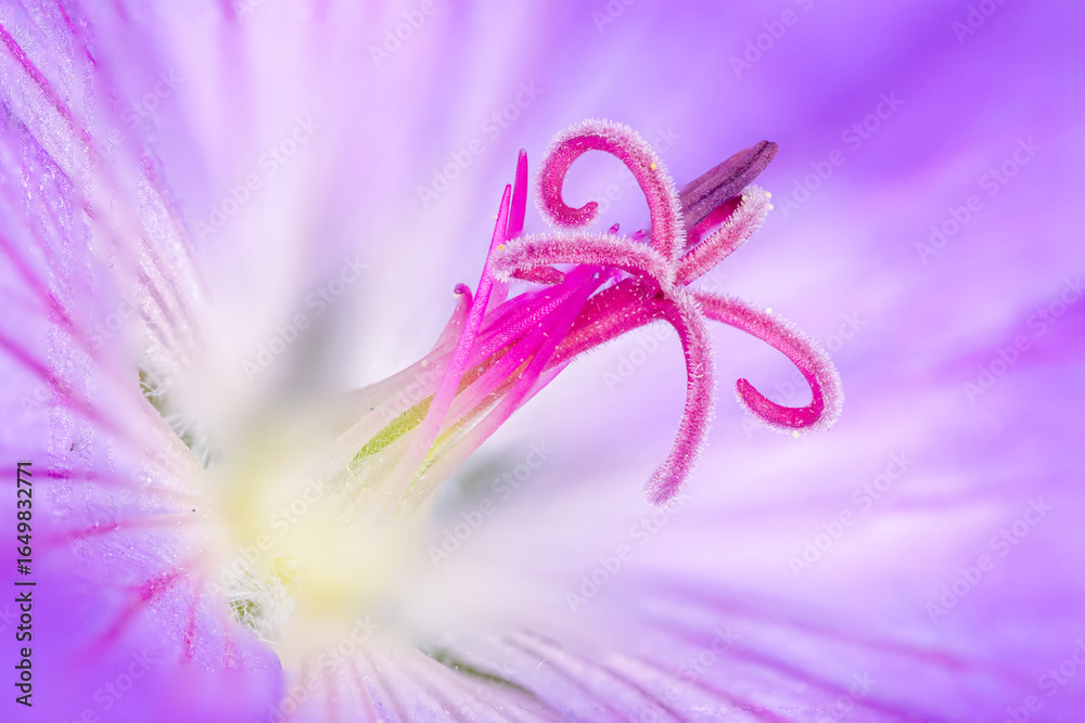 Naklejka premium Macro closeup of Geranium Rozanne flower showing pink stamens and curled stigma