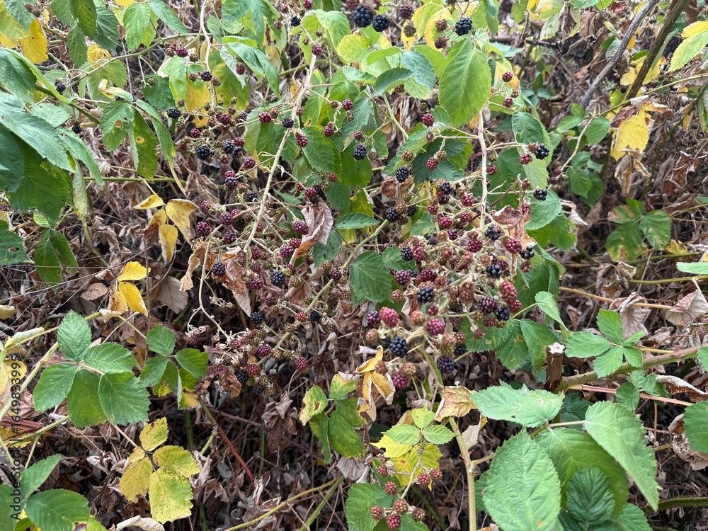 Fototapeta premium Brombeere Rubus Blackberry Hecke Dornen Stachel Beere Heilpflanze Obst Rosaceae, hedge thorns spine berry Juice fruit rosaceae Purple jam lila flower pink Marmelade jam medicinal plant Beere salad