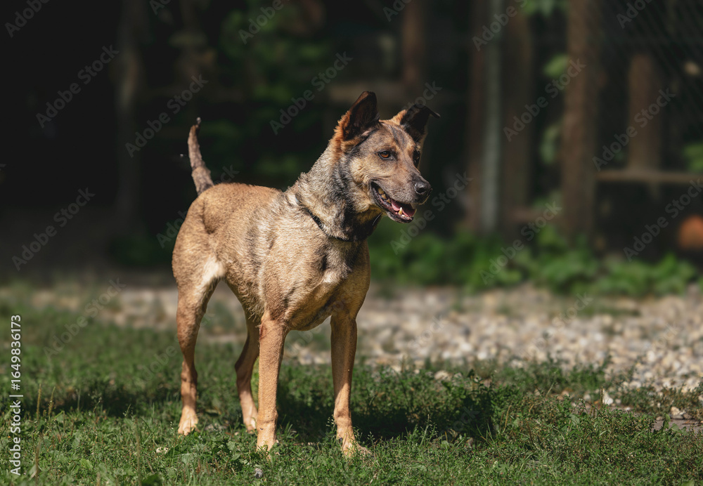 Alert german shepherd mix standing on grass in sunlit garden Alert german shepherd mix standing on grass in sunlit garden