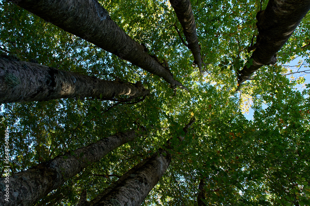 Fototapeta premium Upward view of tall trees in a forest.