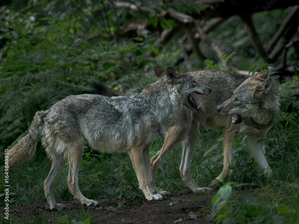 Fototapeta premium Wild wolves interacting and showing dominance behavior