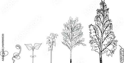 Coloring page with life cycle of birch tree (Betula pendula). Growth stages from seed and sprout to old tree isolated on white background
