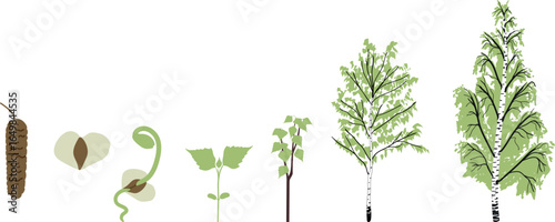 Life cycle of birch tree (Betula pendula). Growth stages from seed and sprout to old tree with green crown isolated on white background