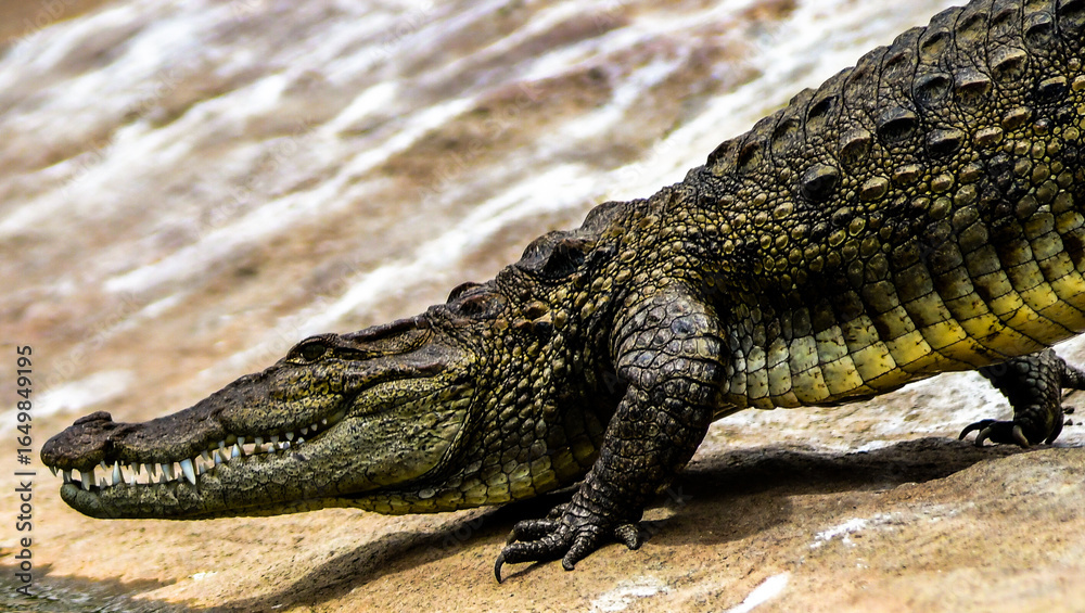 Fototapeta premium Closeup photograph of a crocodile or alligator showing its face and upper body as it walks from the rocky ground into the waters of a river