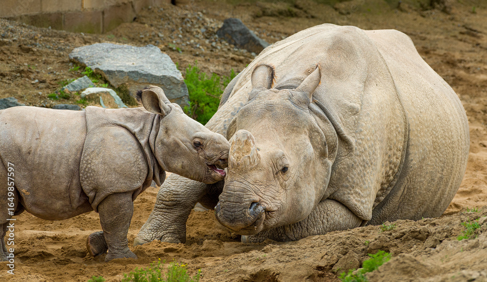 Naklejka premium White Rhinoceros with Baby, kissing