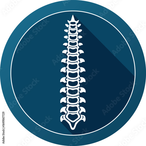 Human spine anatomy icon isolated on transparent background