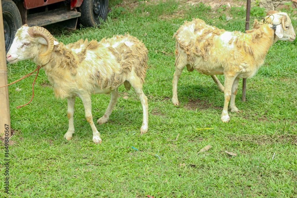 Obraz premium Two Tan Sheep Standing on Green Grass in Rural Setting