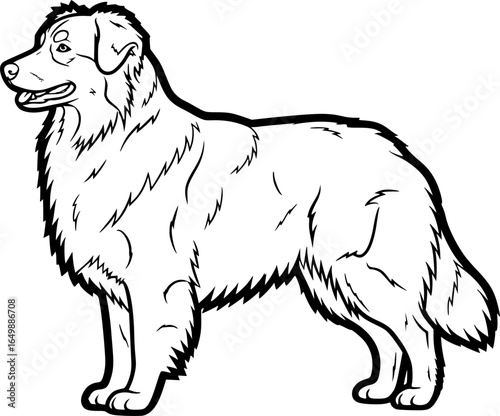 Australian shepherd dog standing side view outline vector
