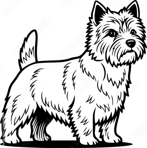 Cairn terrier dog full body standing side view outline vector

