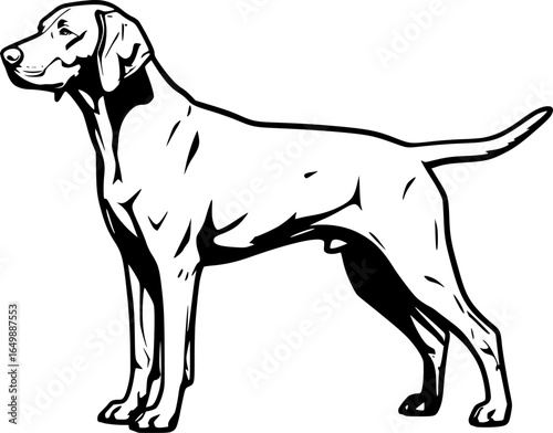 Vizsla dog full body standing side view outline vector

