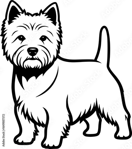 West highland white terrier dog full body standing outline vector
