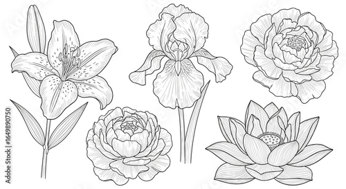 Detailed botanical line art illustrations featuring lilies, irises, peonies, and a water lily