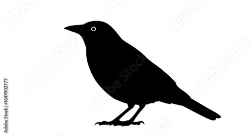 elegant black bird silhouette transparent background for luxury branding design