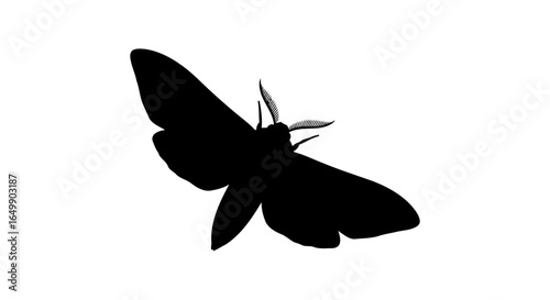 elegant black moth silhouette transparent background for modern designs