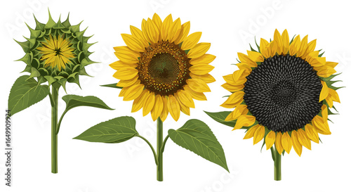 Three vibrant sunflowers showcasing different stages of bloom. They bring a burst of sunshine and natural beauty.