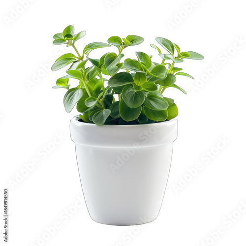 Wallpaper Mural Fresh green herbs in a white pot Torontodigital.ca