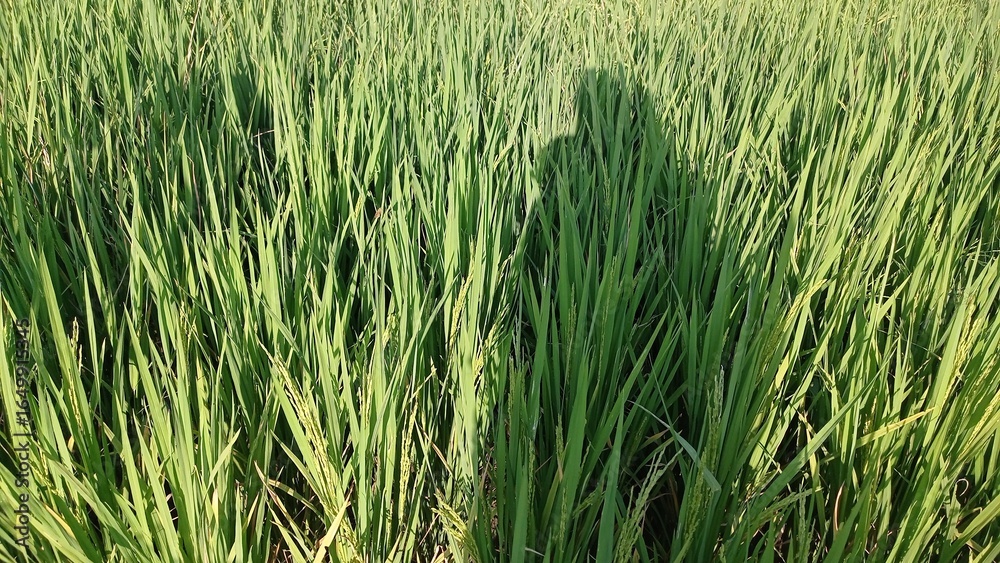 Obraz premium Green Rice Field with Tall Crops and Shadow of Person
