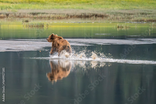 Solitary brown bear with reflection in the river of Lake Clark National Park of Kenai Peninsula, Alaska